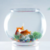 FB200-500 plastic transparent fish tank